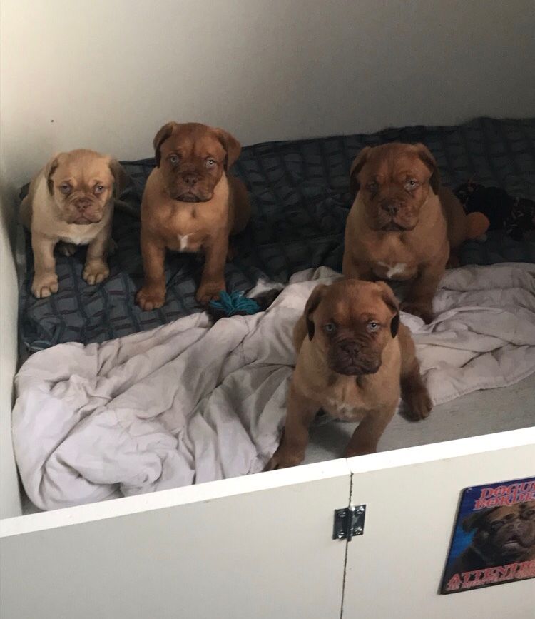 De La Tribu Des Dogues - Dogue de Bordeaux - Portée née le 28/11/2017
